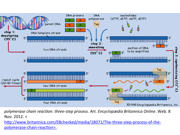 This demonstrates how PCR occurs in a three step cycle.