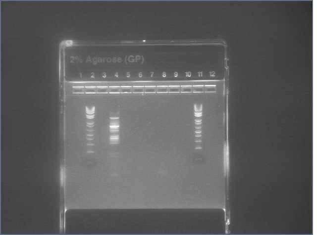 File:VP16 PCR.2 8-1.jpg