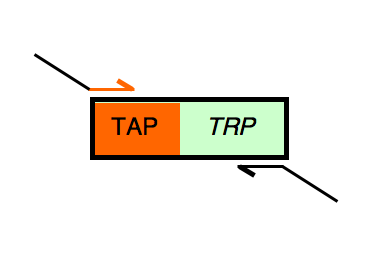 File:TAP-landing fwd.png