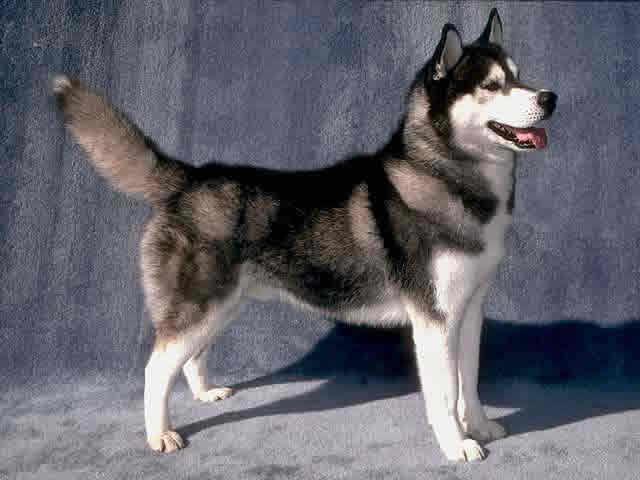 File:Siberian husky.jpg
