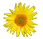 sunflower icon moved from wikipedia for use as thanks you icon in discussion - 3/07