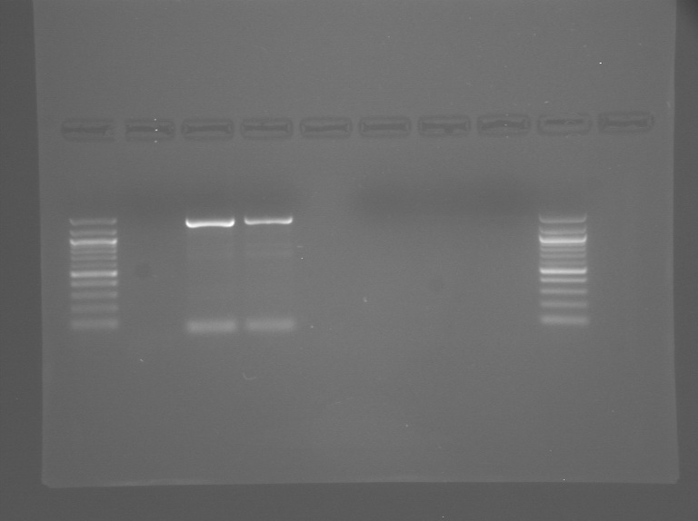 File:S13-M1D4 TR-Ylw-Org.jpg