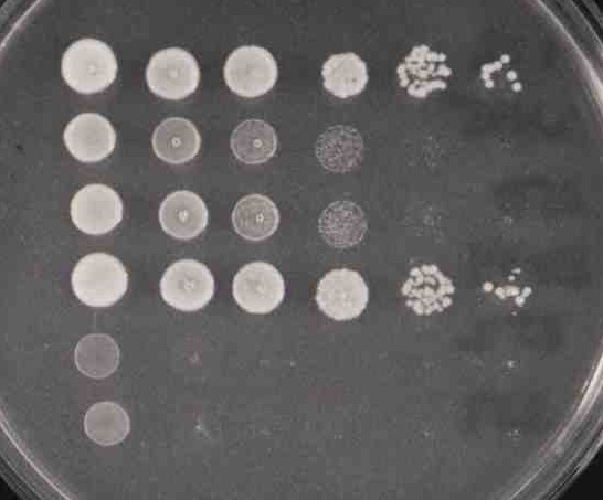 File:Macintosh HD-Users-nkuldell-Desktop-ptypes 3%form.jpg