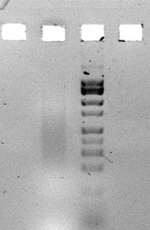 File:Skinks2 sheared1 2015-04-30.jpg