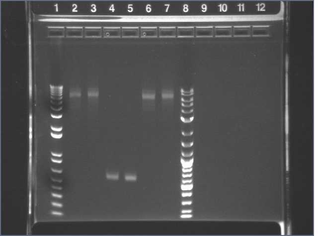 File:03-10 PCR pur-2 PT.jpg