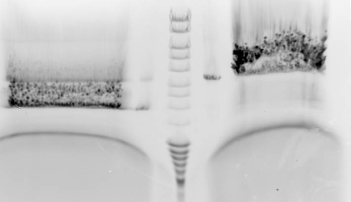 File:Janet purification gel.jpg