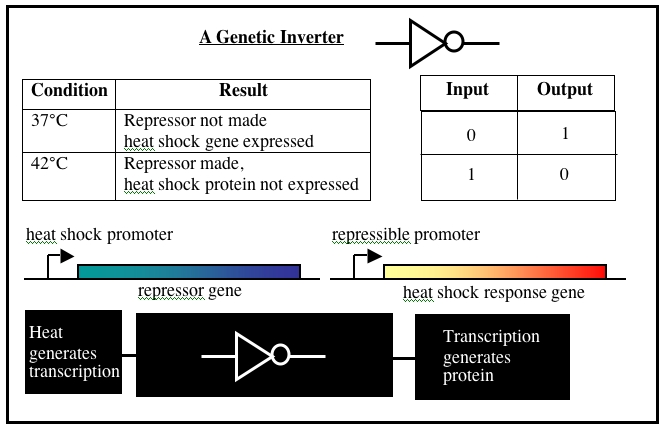 File:Be109geneticinverter.jpg