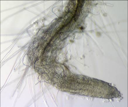 Bulging epidermal cells affecting root hair growth