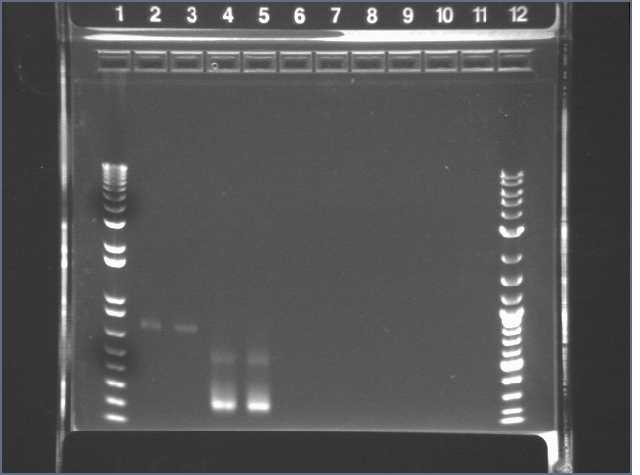 File:03-11 PCR pur PT.jpg