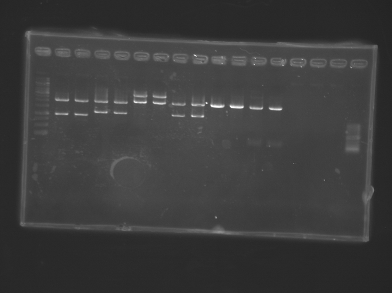 File:IGEM Paris RG Restriction digest 14 07 2012.gif