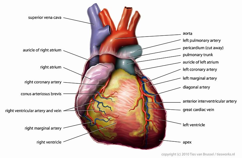 File:Dorsal View of Heart S11.jpg