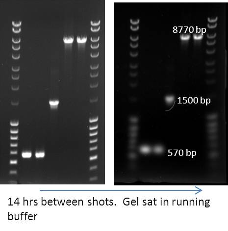 File:Gel sat 16 hours between photos.jpg