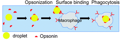 File:Opsonin.png