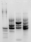 File:Gel pcr 260708.png