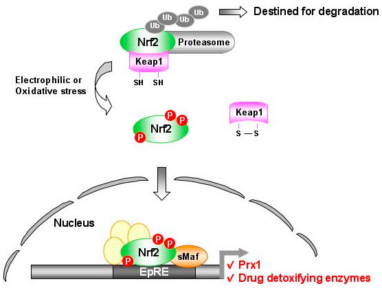 "Nrf2-Prx1 Pathway from Kim et al."