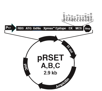 File:20.109 pREST.png